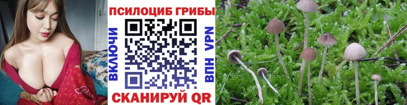 Псилоцибиновые грибы Cubensis  сайты даркнета Telegram  Гусев 